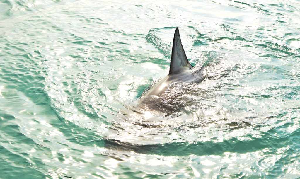 great white shark dorsal fin breaching sea surface